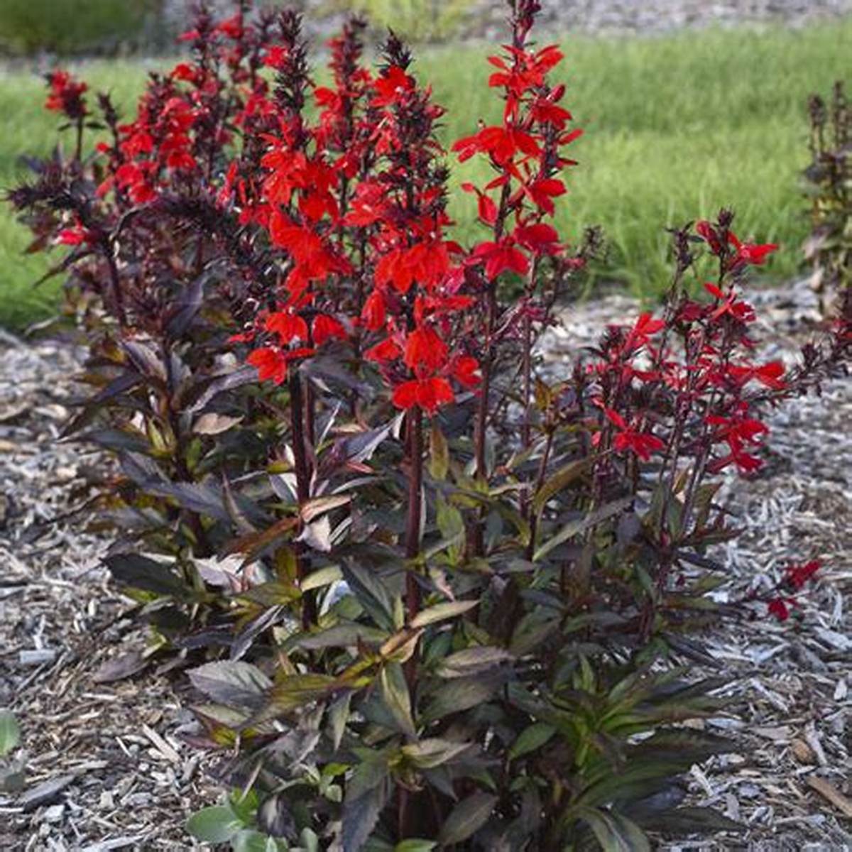 Starship Scarlet Bronze Leaf™ Cardinal Flower