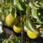 Comice Pear Tree