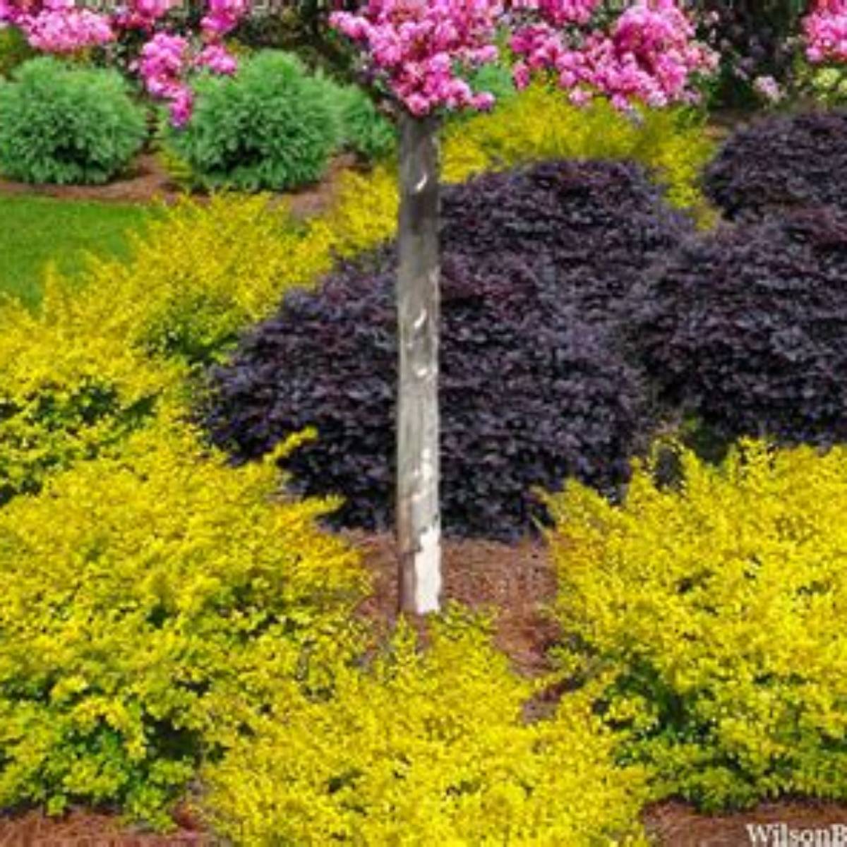 Sunshine Ligustrum