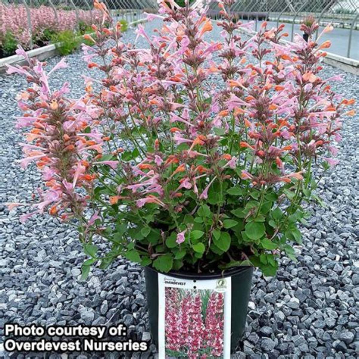 Kudos™ Ambrosia Agastache