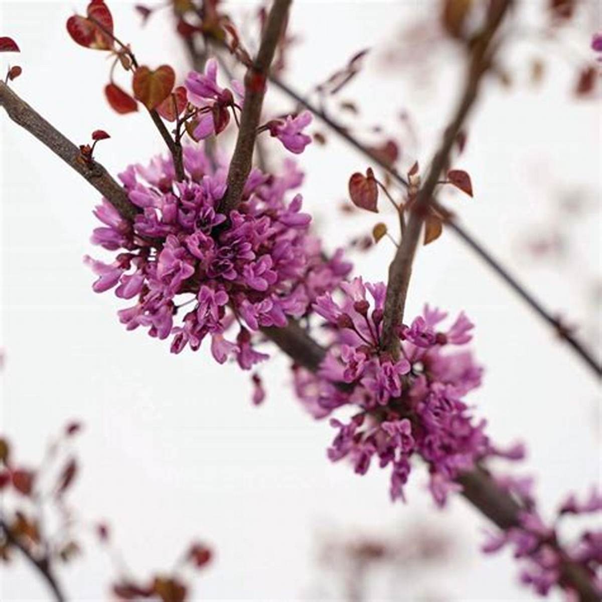 Garden Gems™ Amethyst Redbud Tree Form