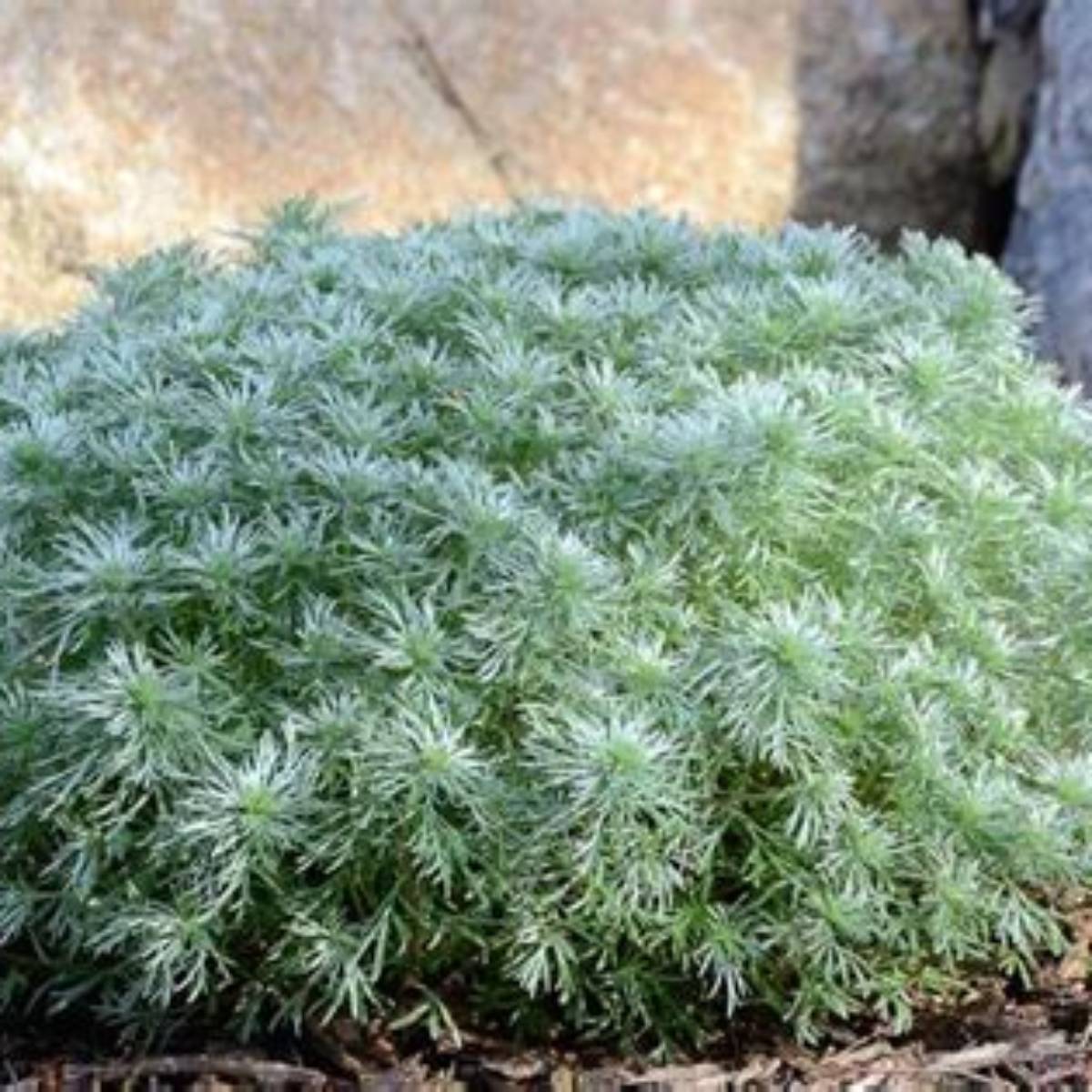 Silver Mound Artemisia
