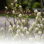 Legend of the Small™ Fothergilla