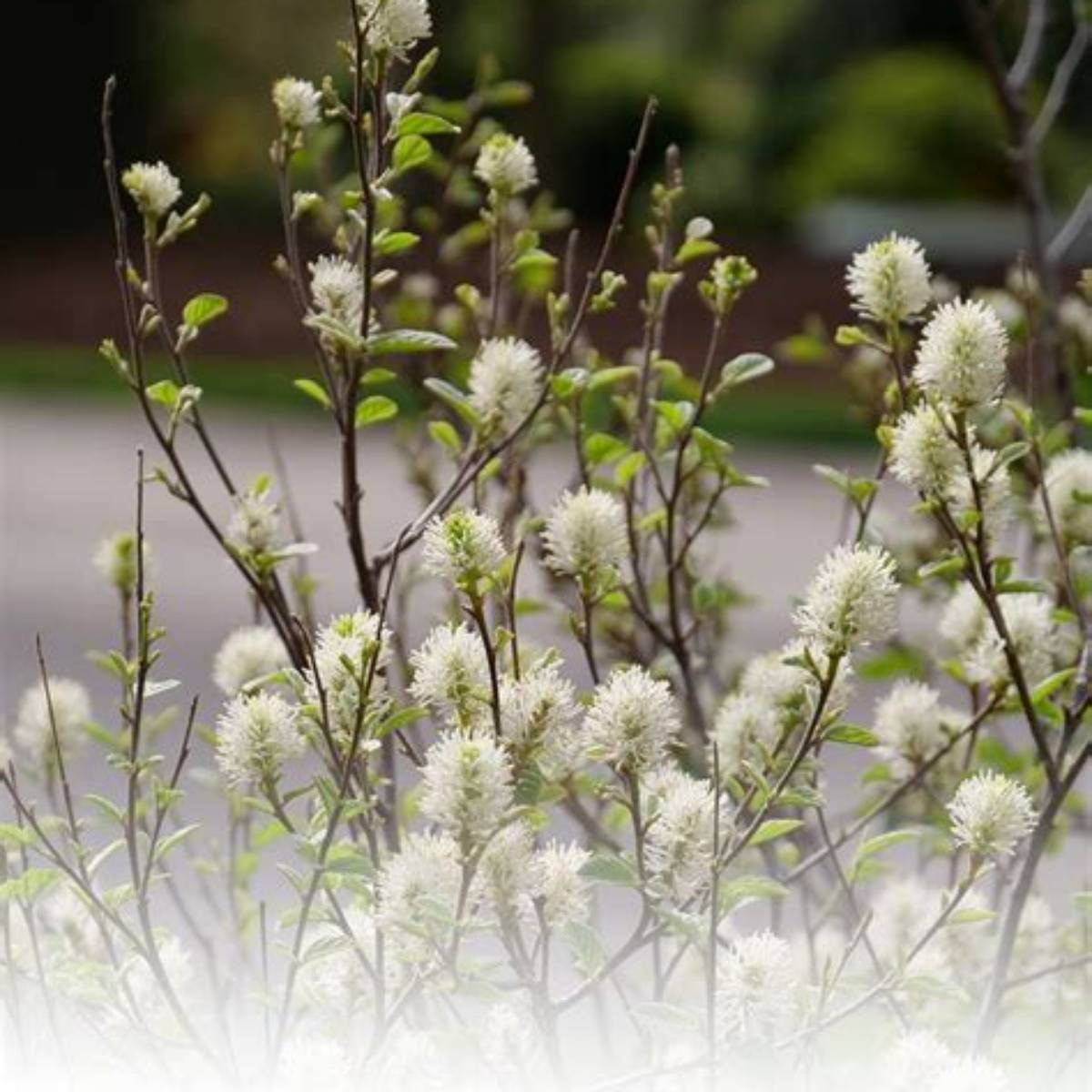 Legend of the Small™ Fothergilla