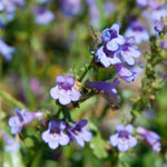 Silverton® Bluemat Penstemon