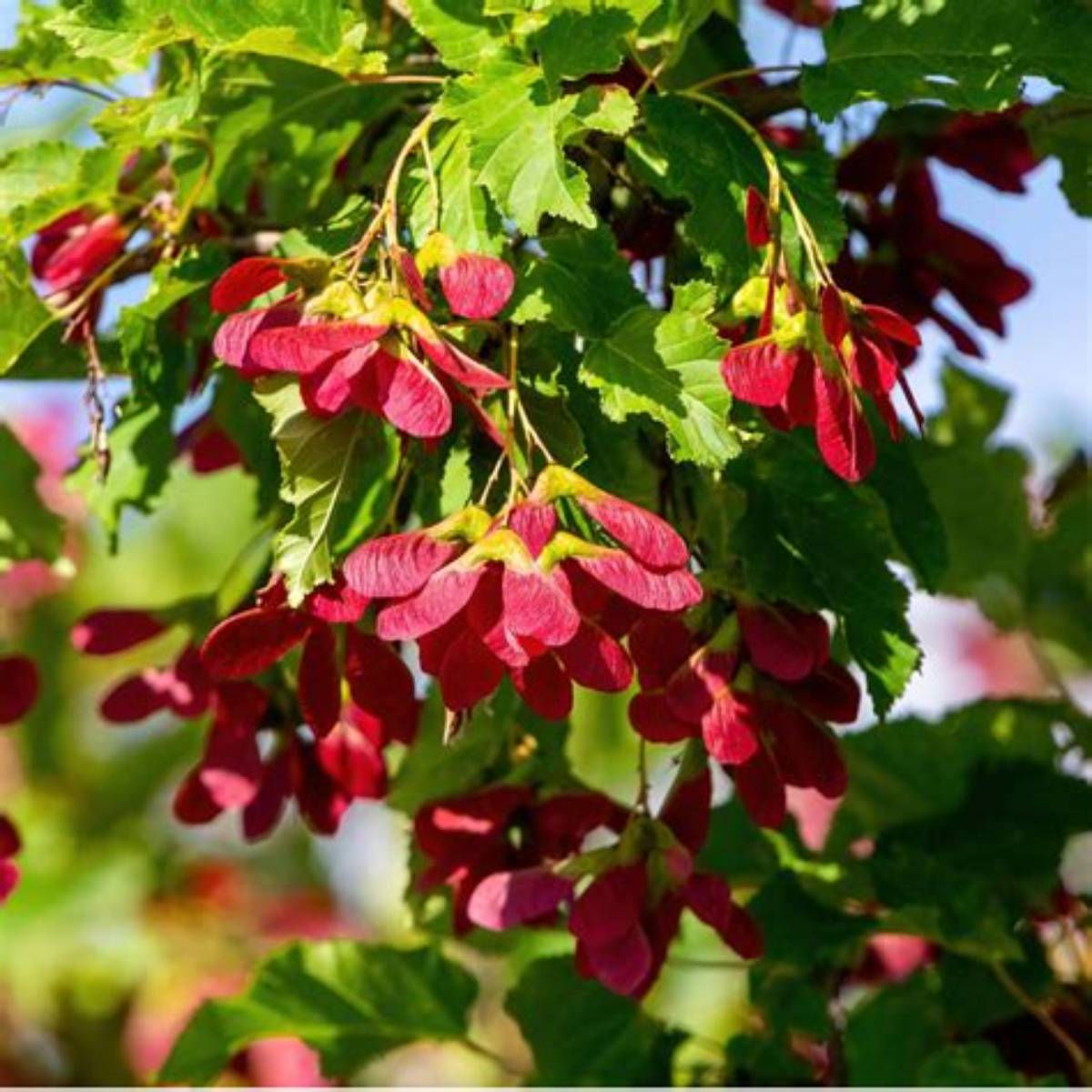 Hot Wings® Tatarian Maple Tree