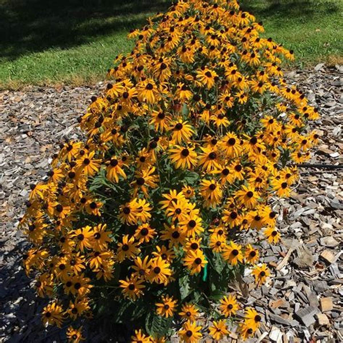 Mega Millions® Black-Eyed Susan