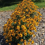 Mega Millions® Black-Eyed Susan