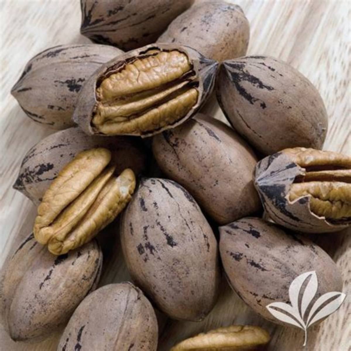 Barton Pecan Tree