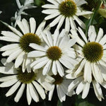 Color Coded® Price is White Coneflower