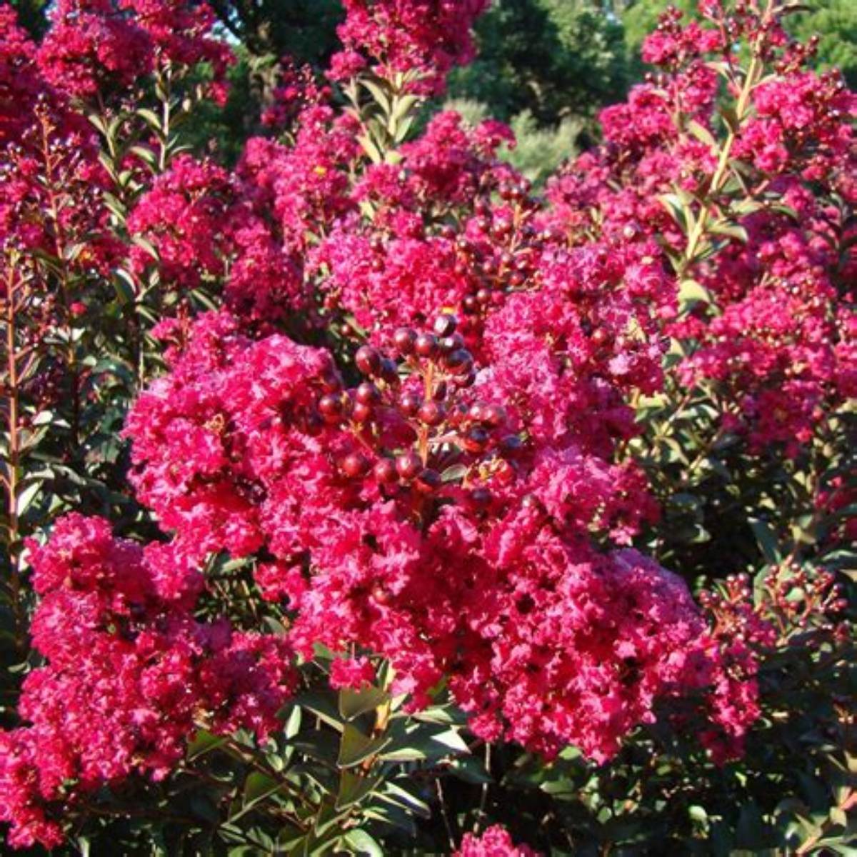 Double Feature® Crapemyrtle