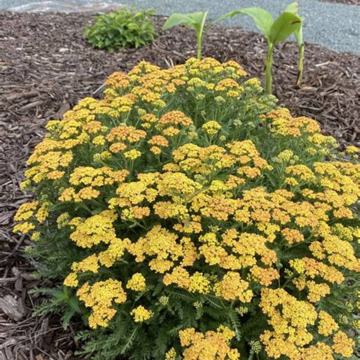 Milly Rock™ Yellow Terracotta Yarrow