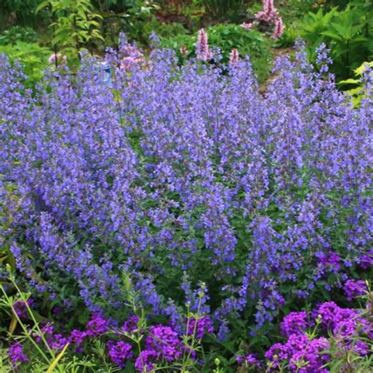 Walker's Low Catmint