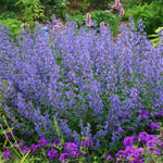 Walker's Low Catmint