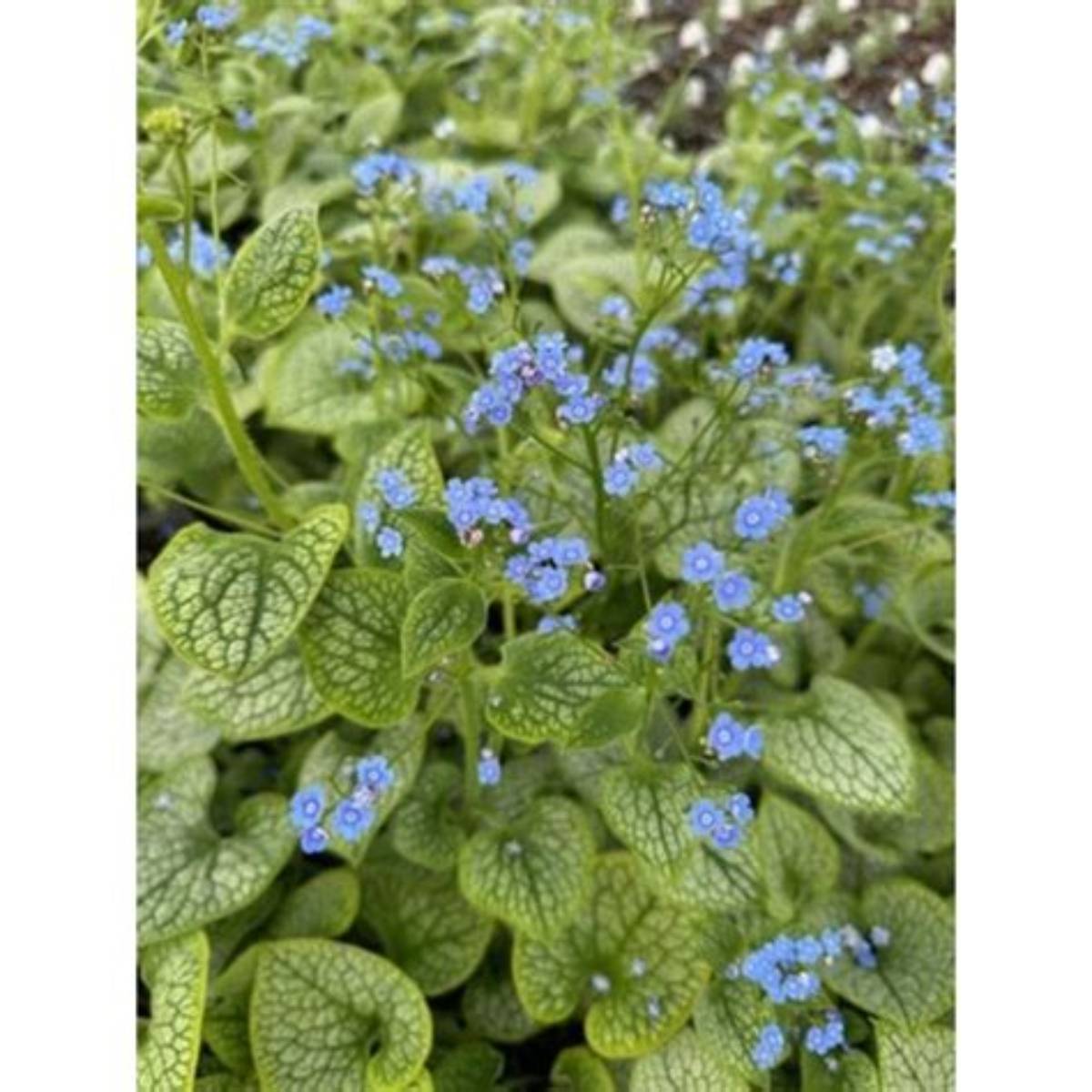 Queen of Hearts Siberian Bugloss