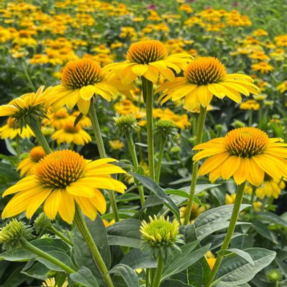 Sombrero® Lemon Yellow Coneflower
