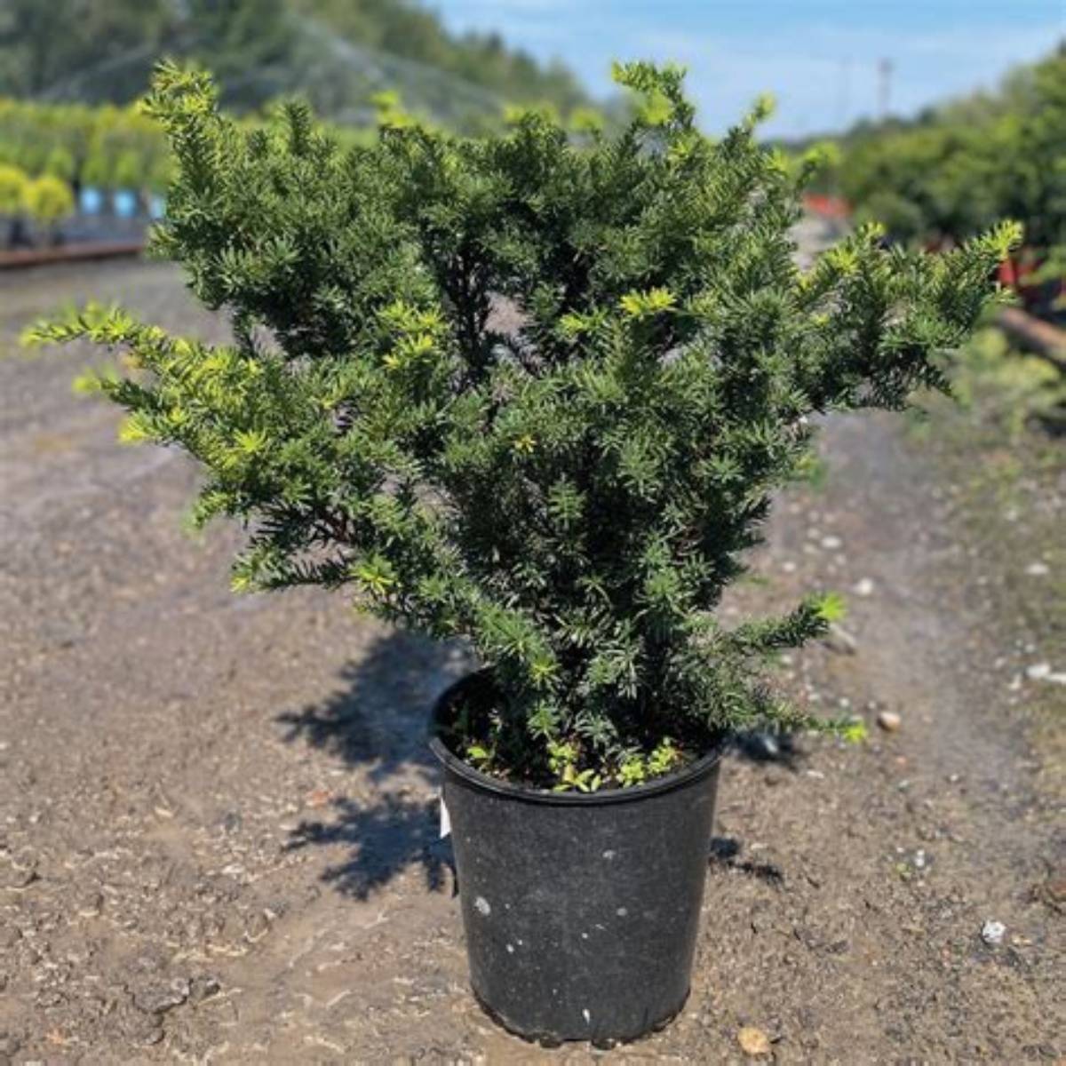 Densiformis Yew