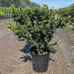 Densiformis Yew