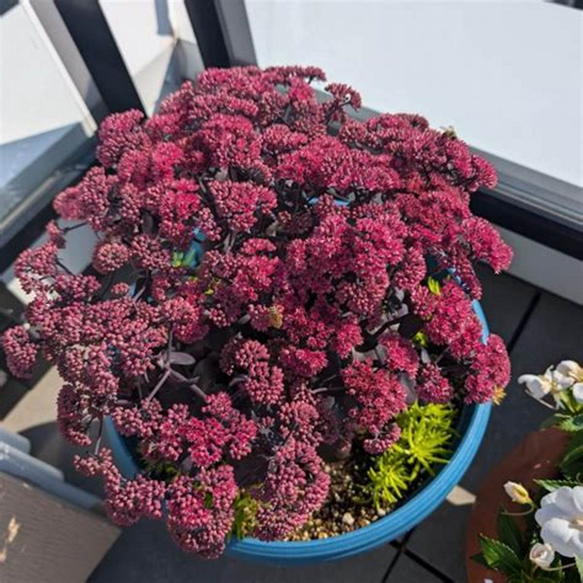 Puff Pastry™ Raspberry Sedum
