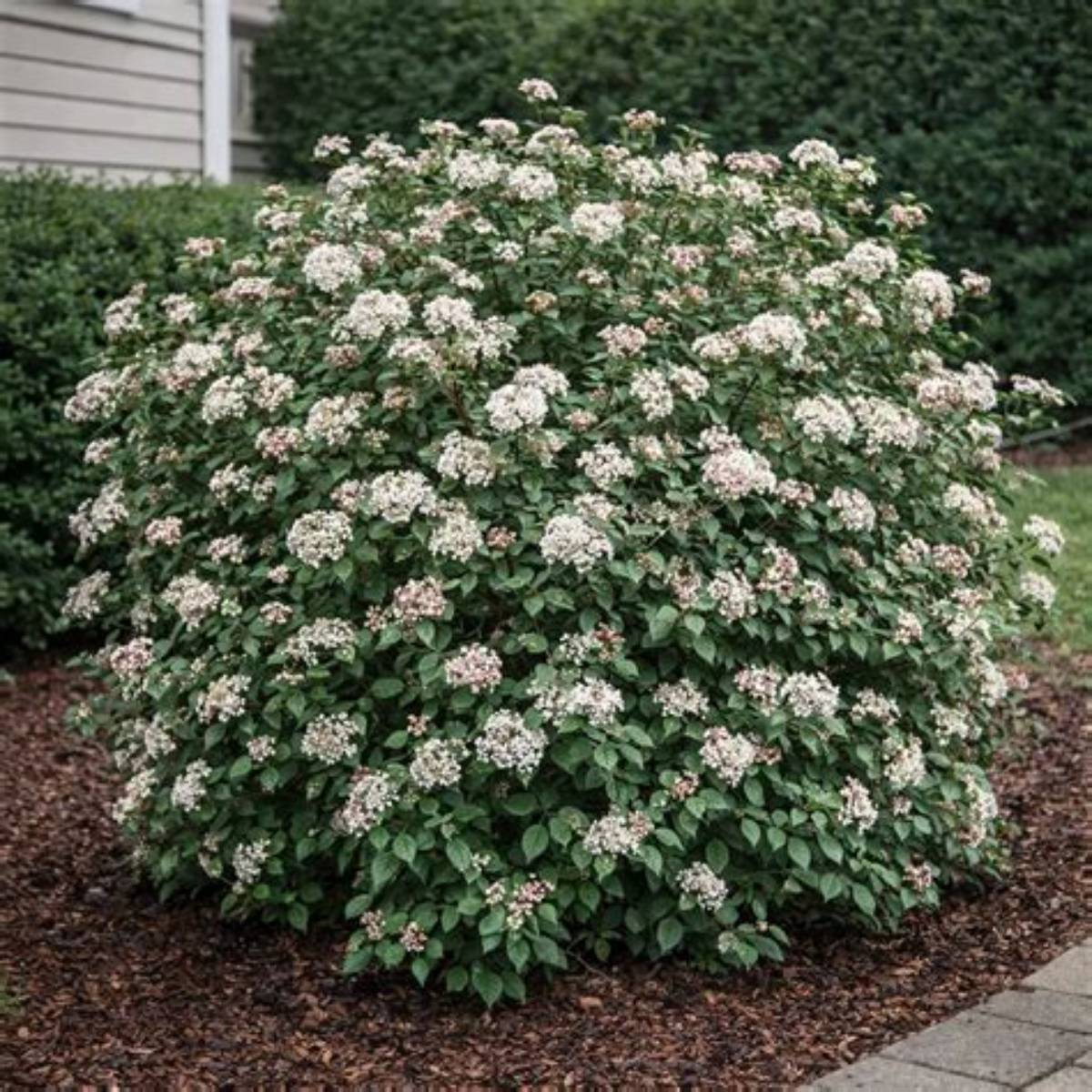 Burkwood Viburnum