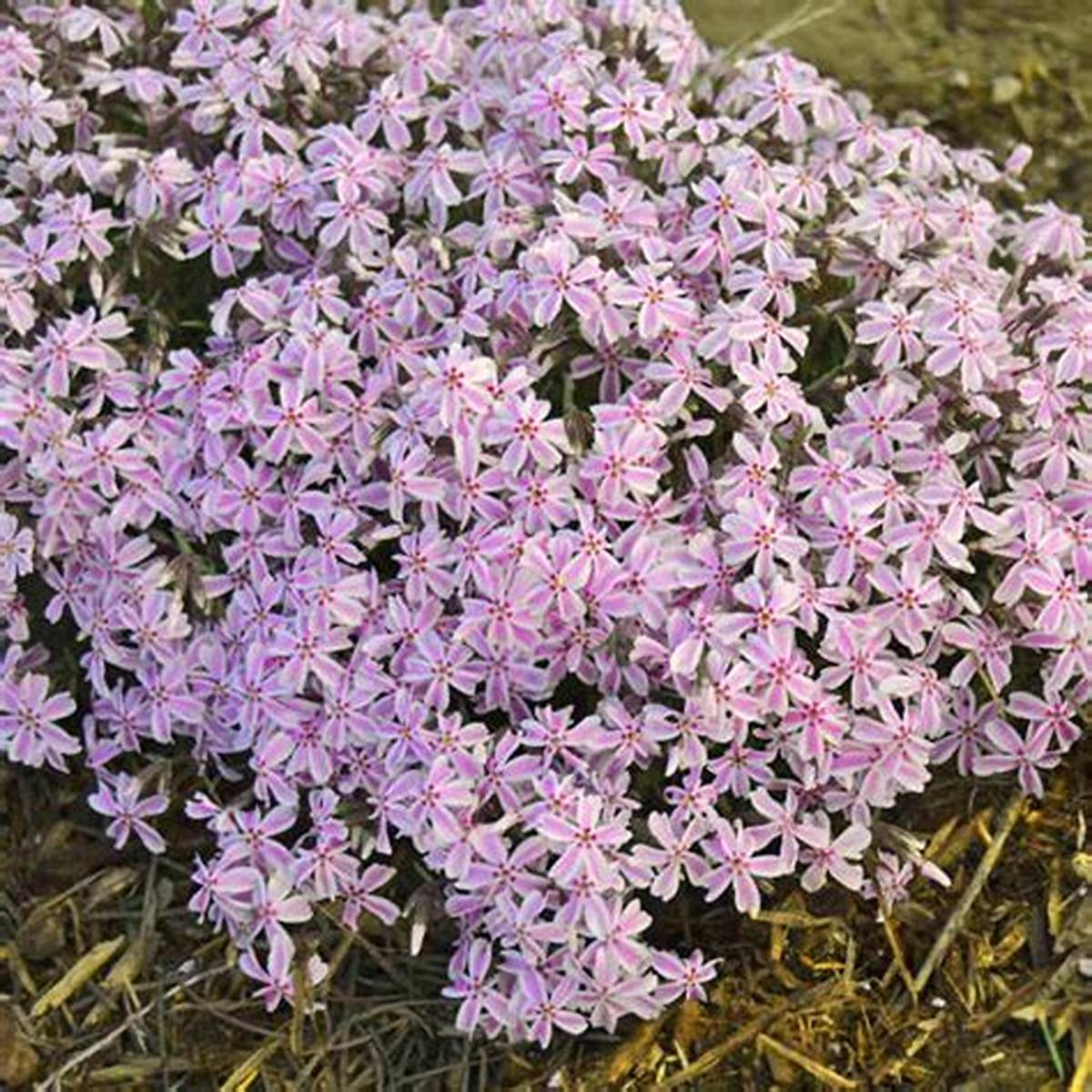 Candy Stripe Creeping Phlox