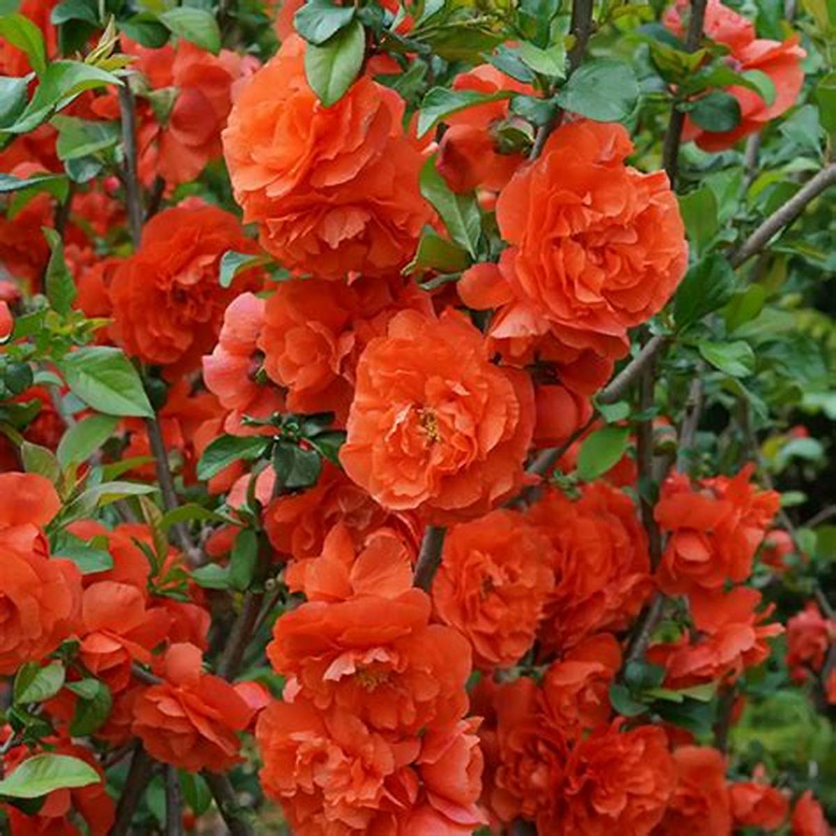 Double Take® Orange Quince