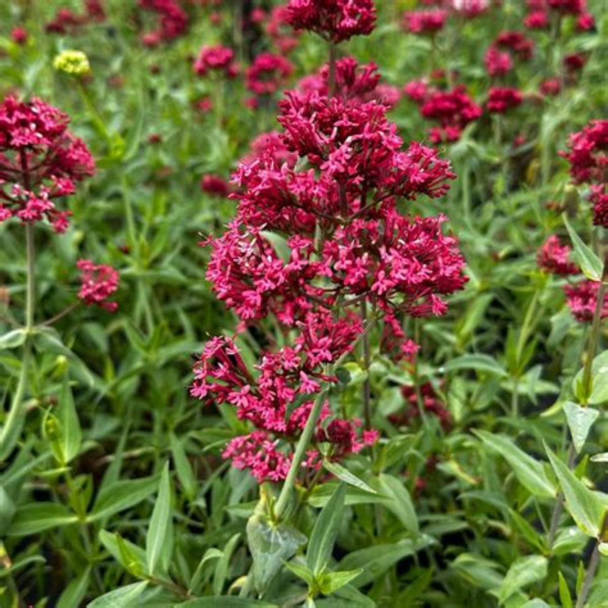 Red Valerian