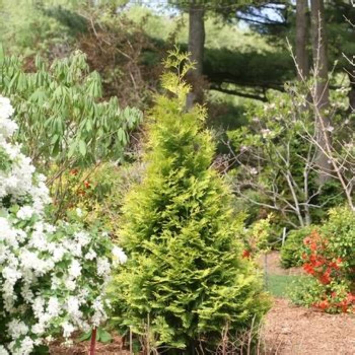 Lime Delight Arborvitae