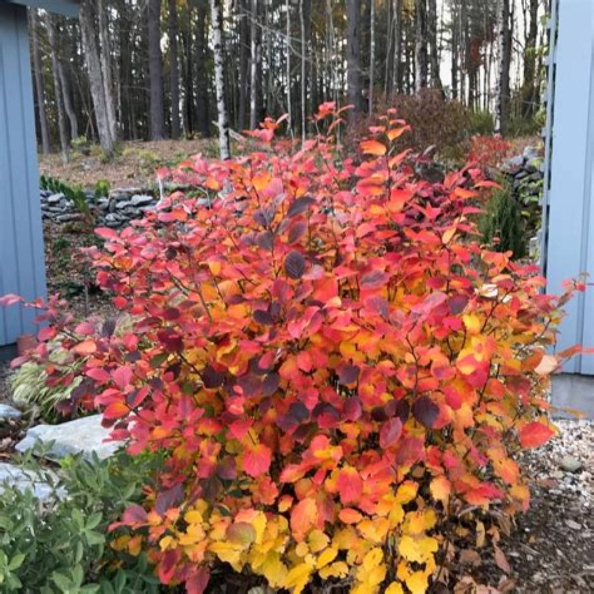 Legend of the Fall® Fothergilla