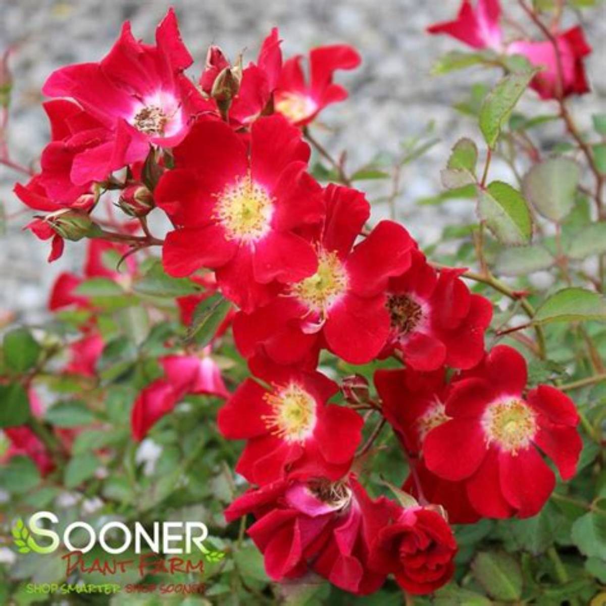 Red Meidiland® Rose
