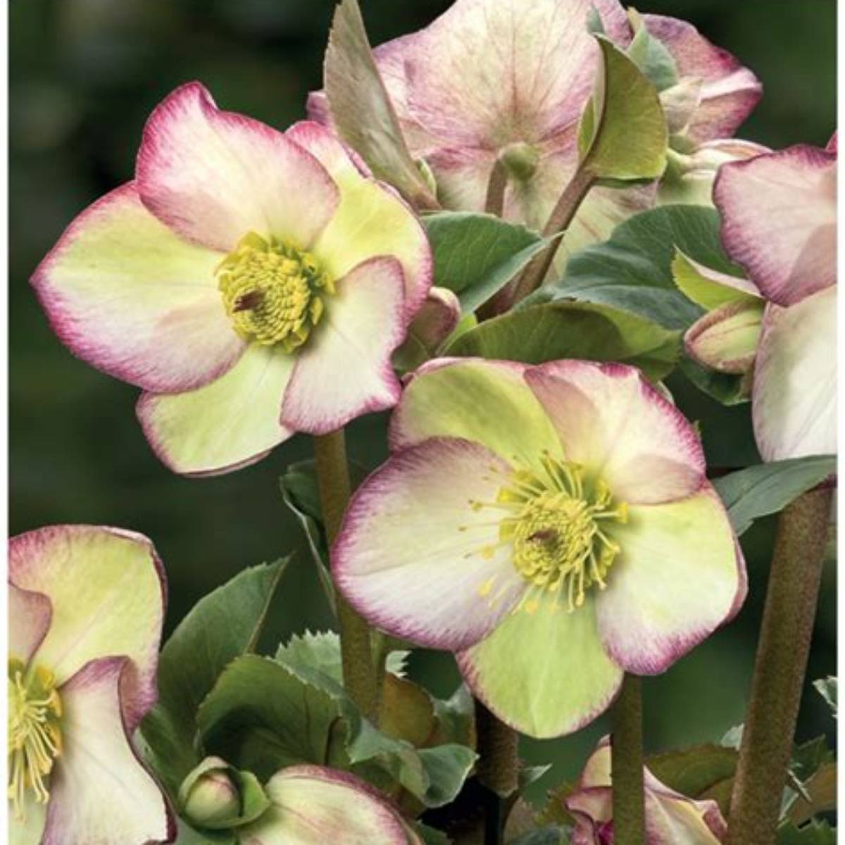HGC® Ice N' Roses® Frosted Rose Hellebore