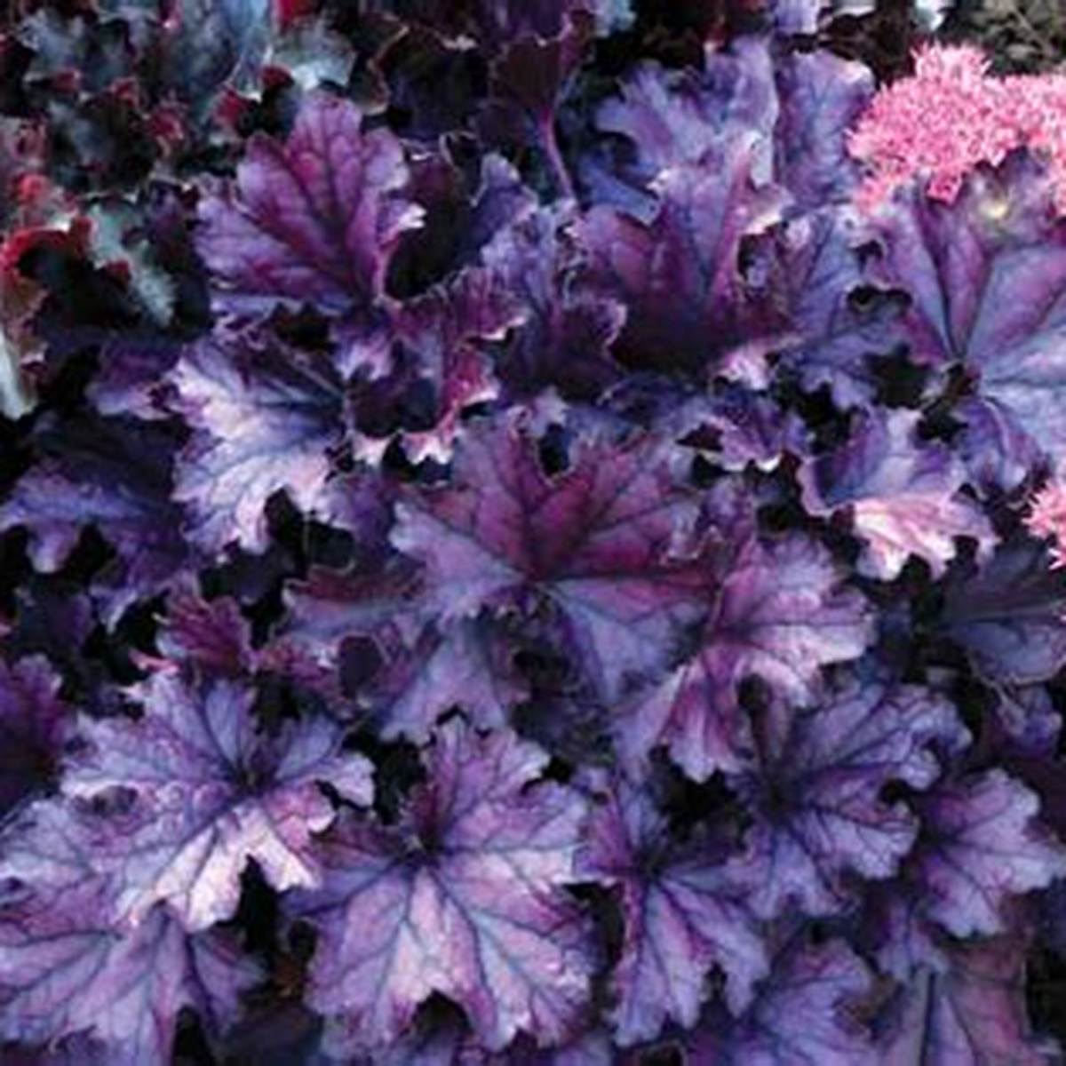 Forever® Purple Coral Bells