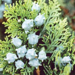 Baker Arborvitae