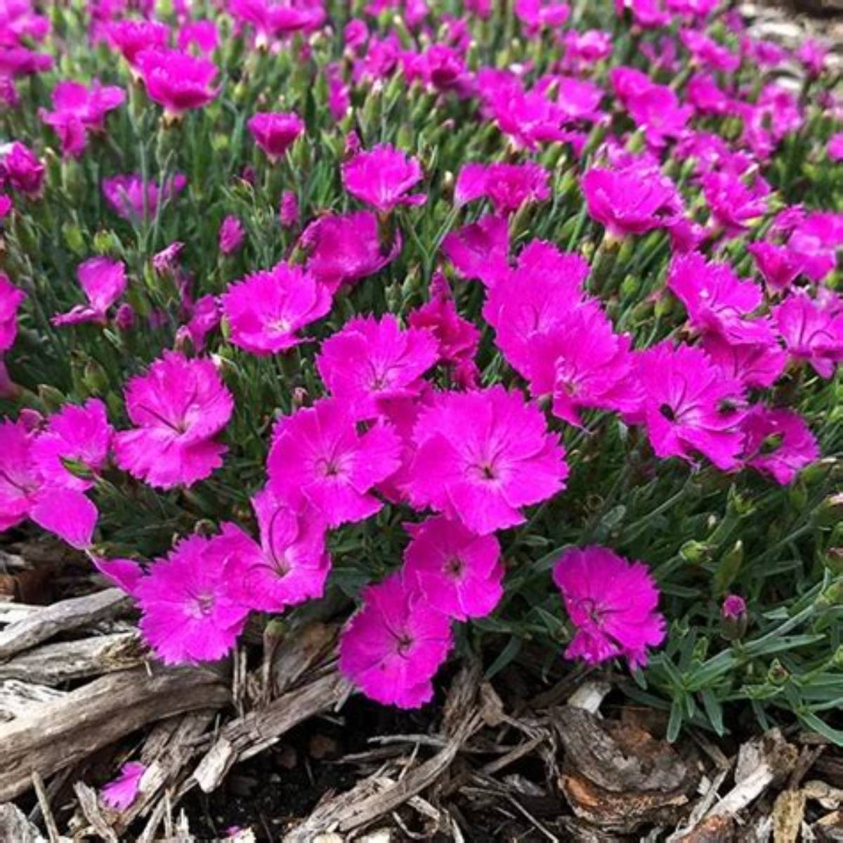 Paint the Town Fuchsia Dianthus