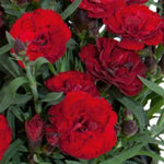 Carmen™ Burgundy Dianthus