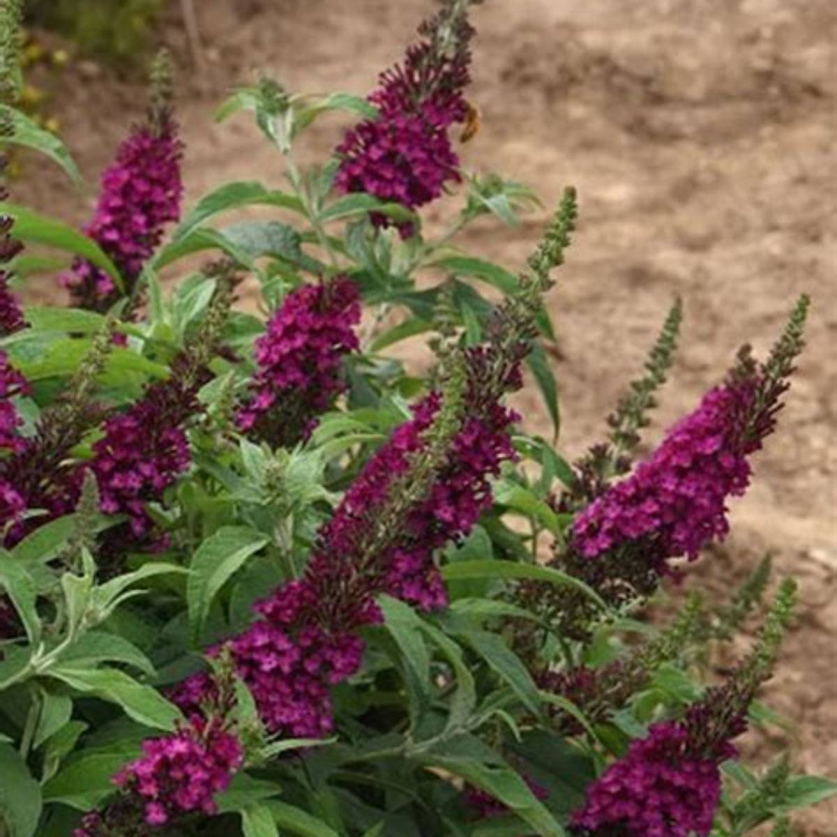 Chrysalis™ Cranberry Butterfly Bush