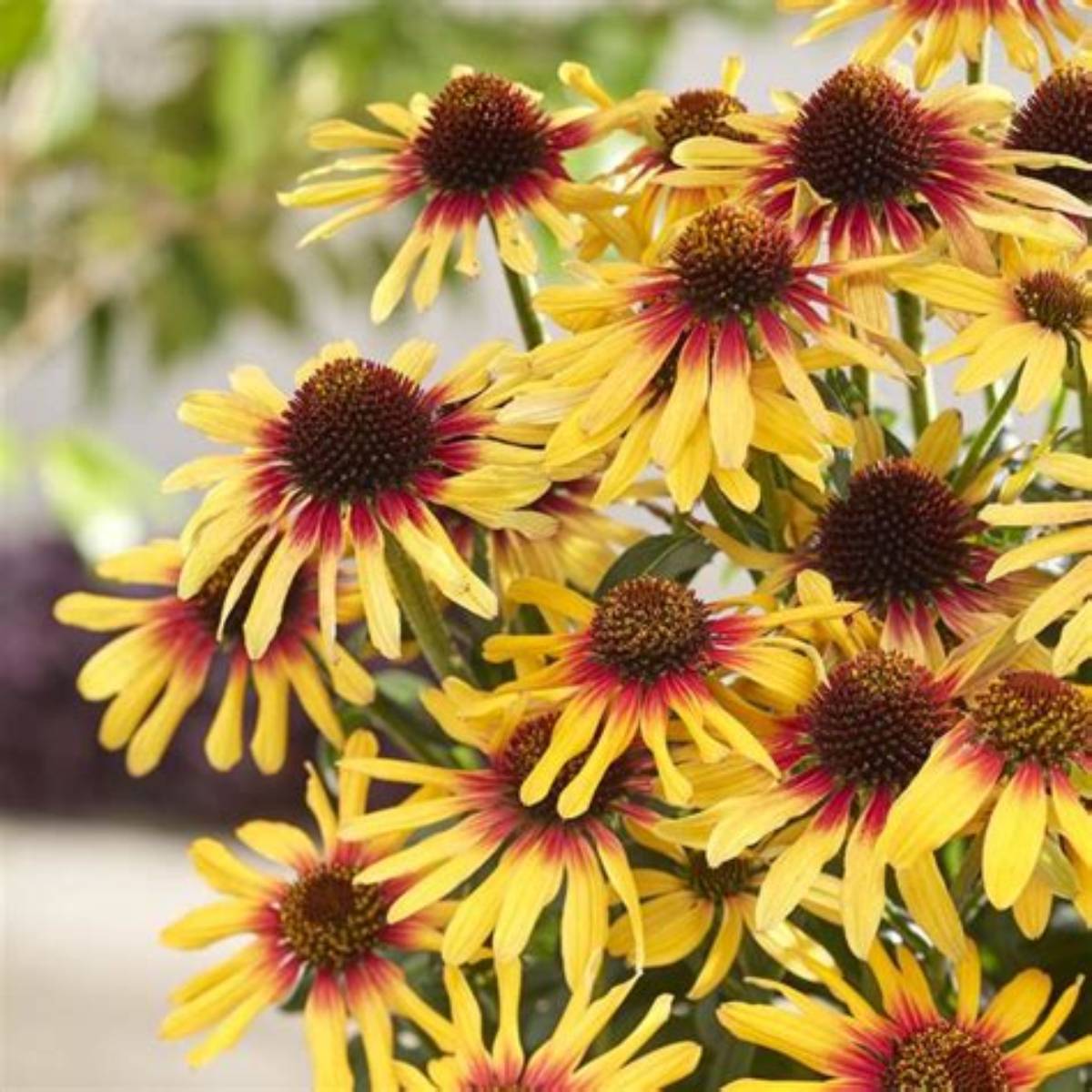 SunSeekers® Tequila Sunrise Coneflower