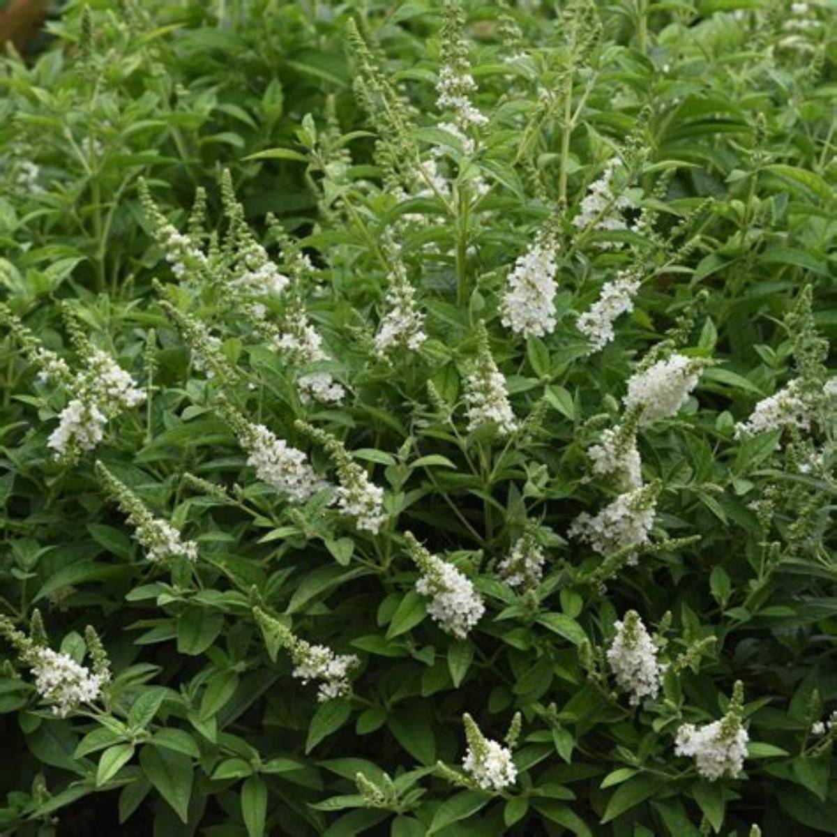 Chrysalis™ White Butterfly Bush