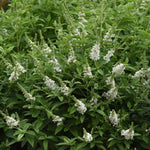 Chrysalis™ White Butterfly Bush