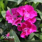 Mountain Frost™ Rose Bouquet Dianthus