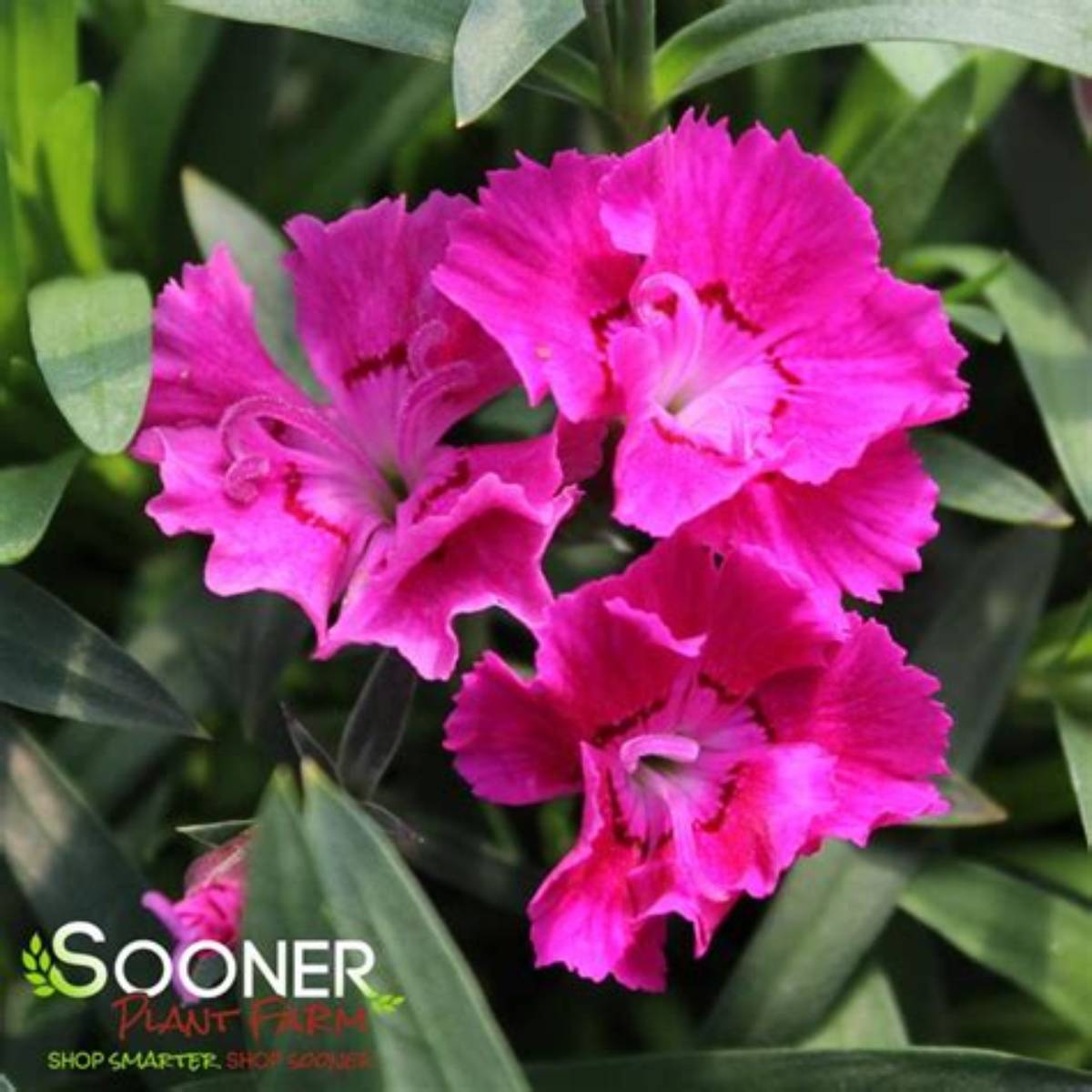 Mountain Frost™ Rose Bouquet Dianthus