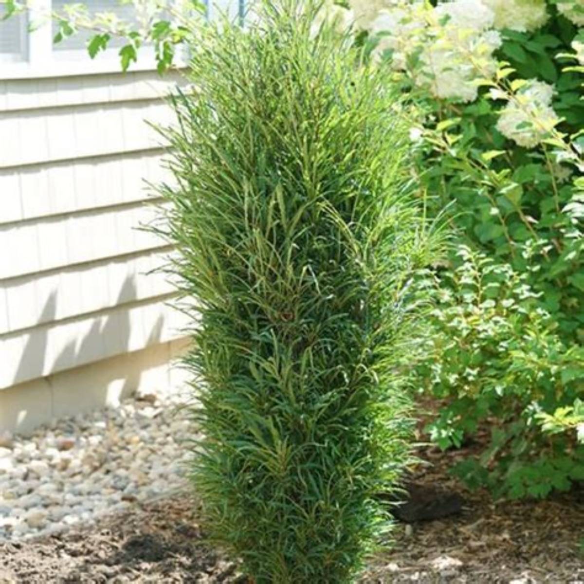 Fine Line® Columnar Buckthorn