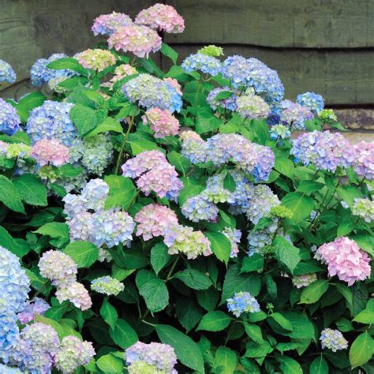 Painted Sky™ Hydrangea PNC