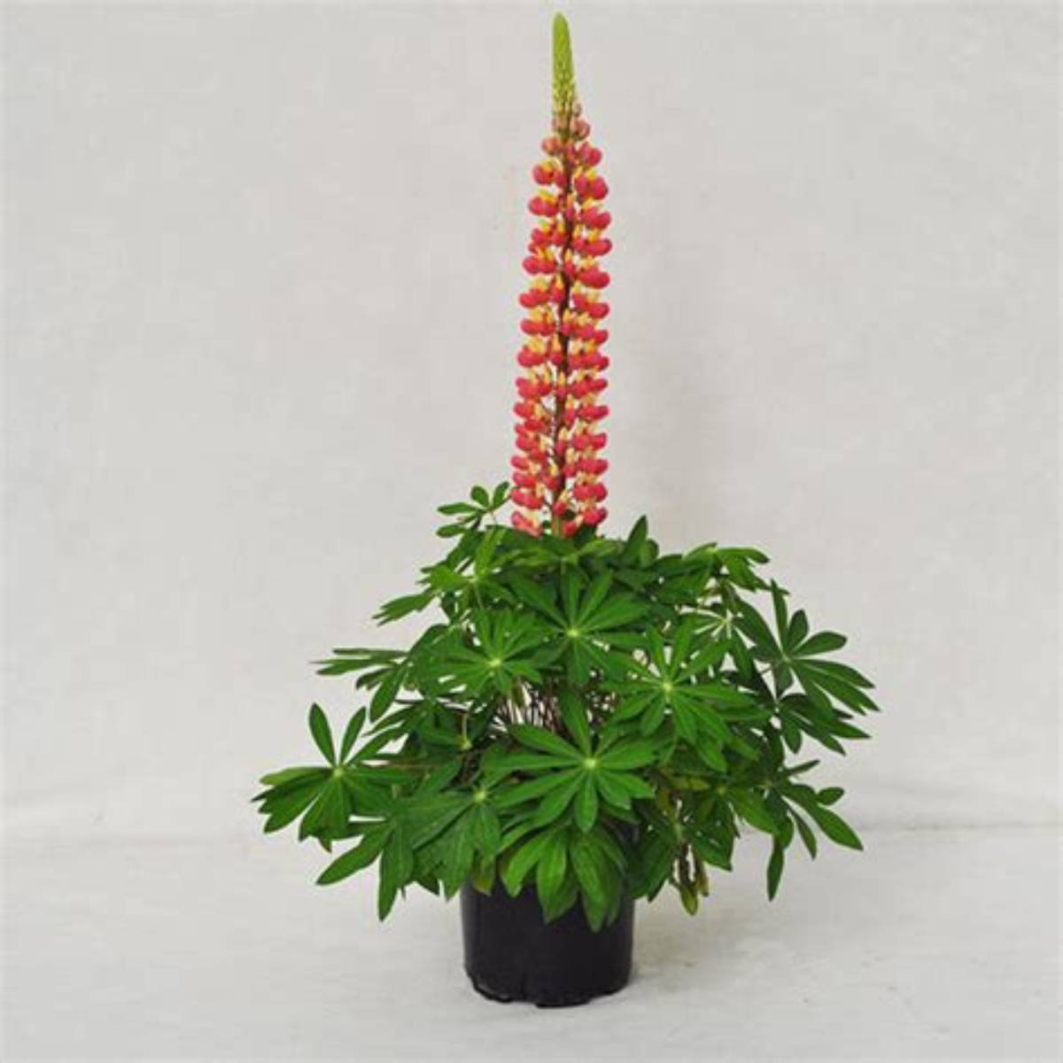 Staircase™ Pink Grapefruit Lupine