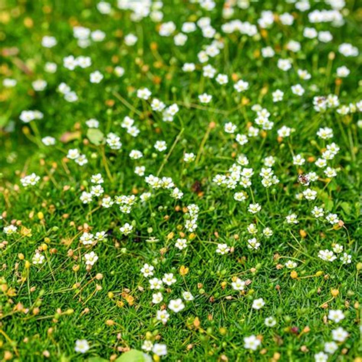 Scotch Moss