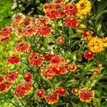 HayDay™ Red Helen's Flower