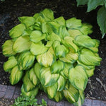 Stained Glass Hosta