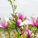 Jane Magnolia Tree