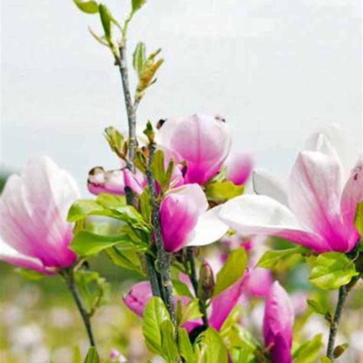 Jane Magnolia Tree