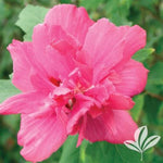 Double Red Althea